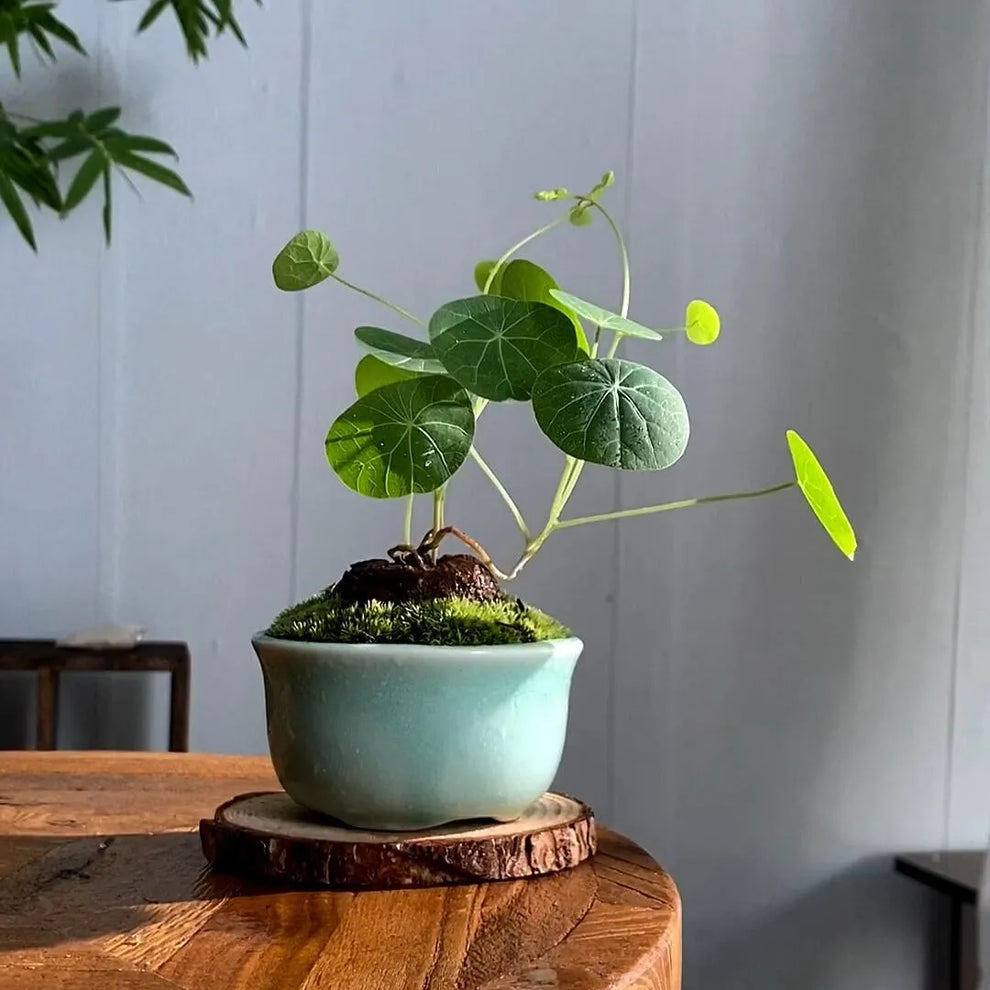 Stephania Erecta - The Everlasting Green Wonder