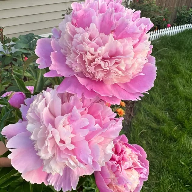 THE QUEEN OF FLOWERS—DOUBLE PETALED PIANI