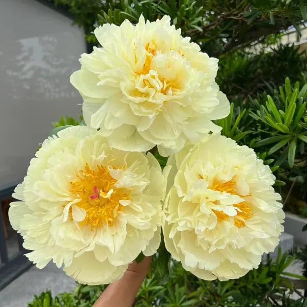 THE QUEEN OF FLOWERS—DOUBLE PETALED PIANI
