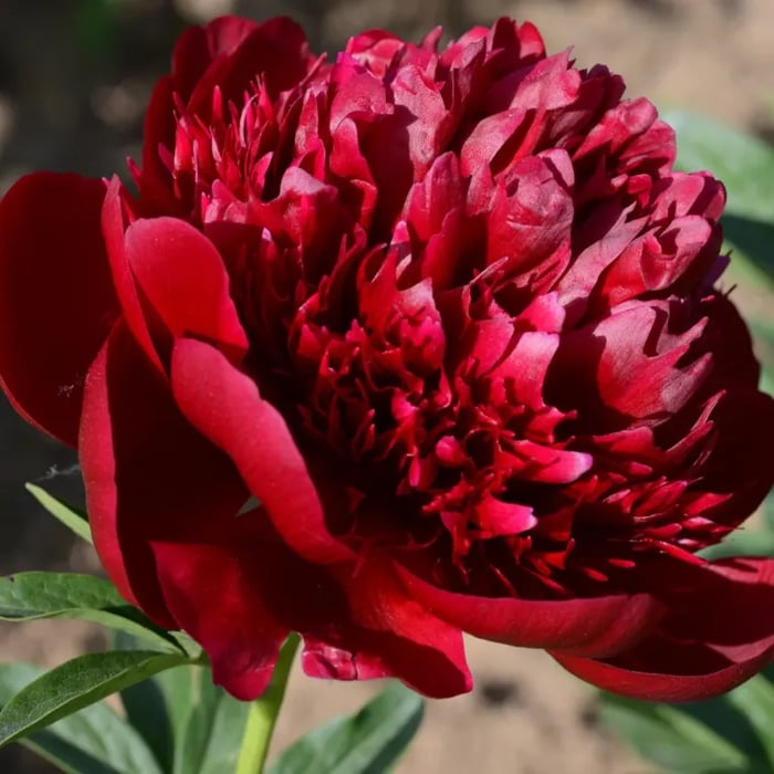 THE QUEEN OF FLOWERS—DOUBLE PETALED PIANI