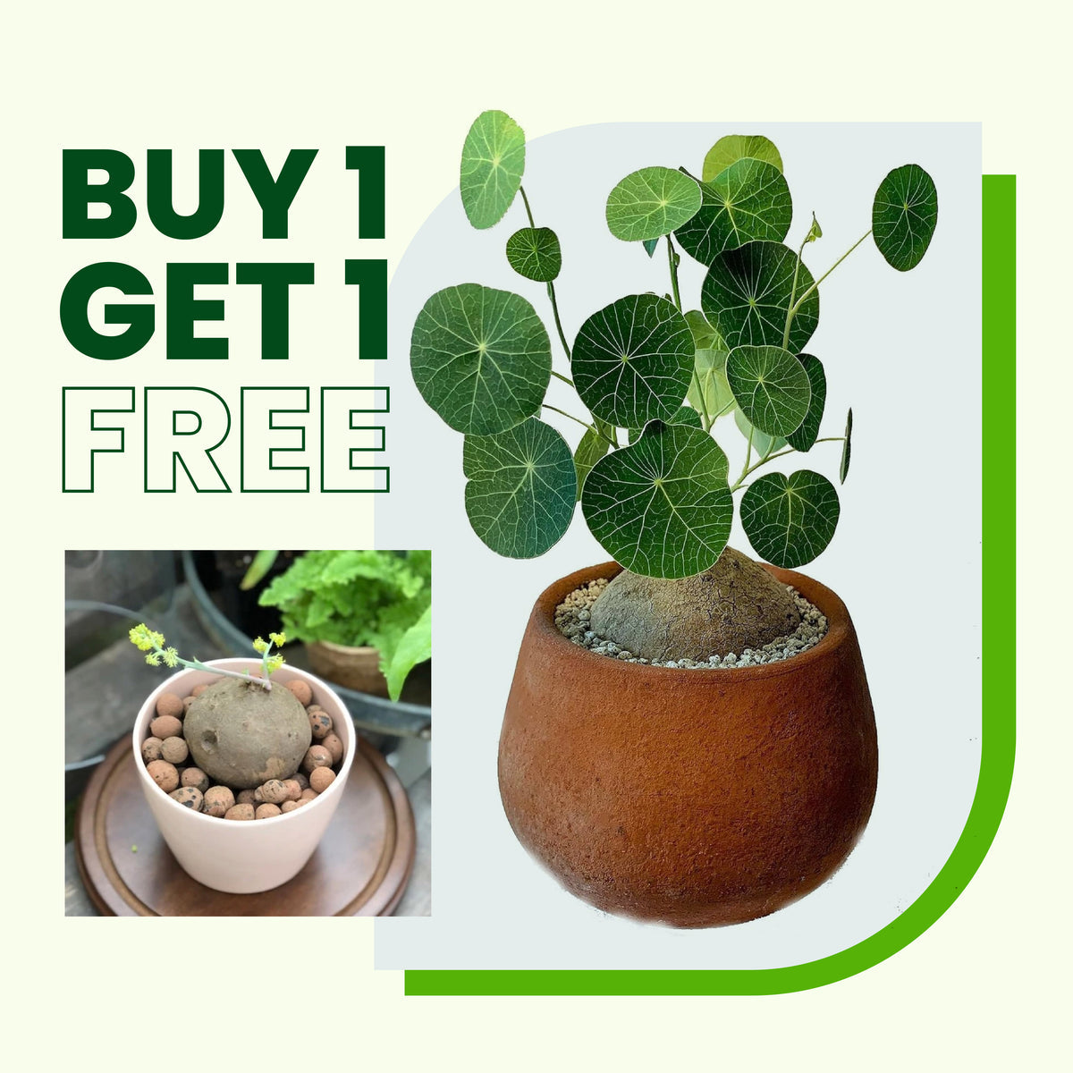 Stephania Erecta - The Everlasting Lucky Green Plant - BUY 1 GET 1 FREE