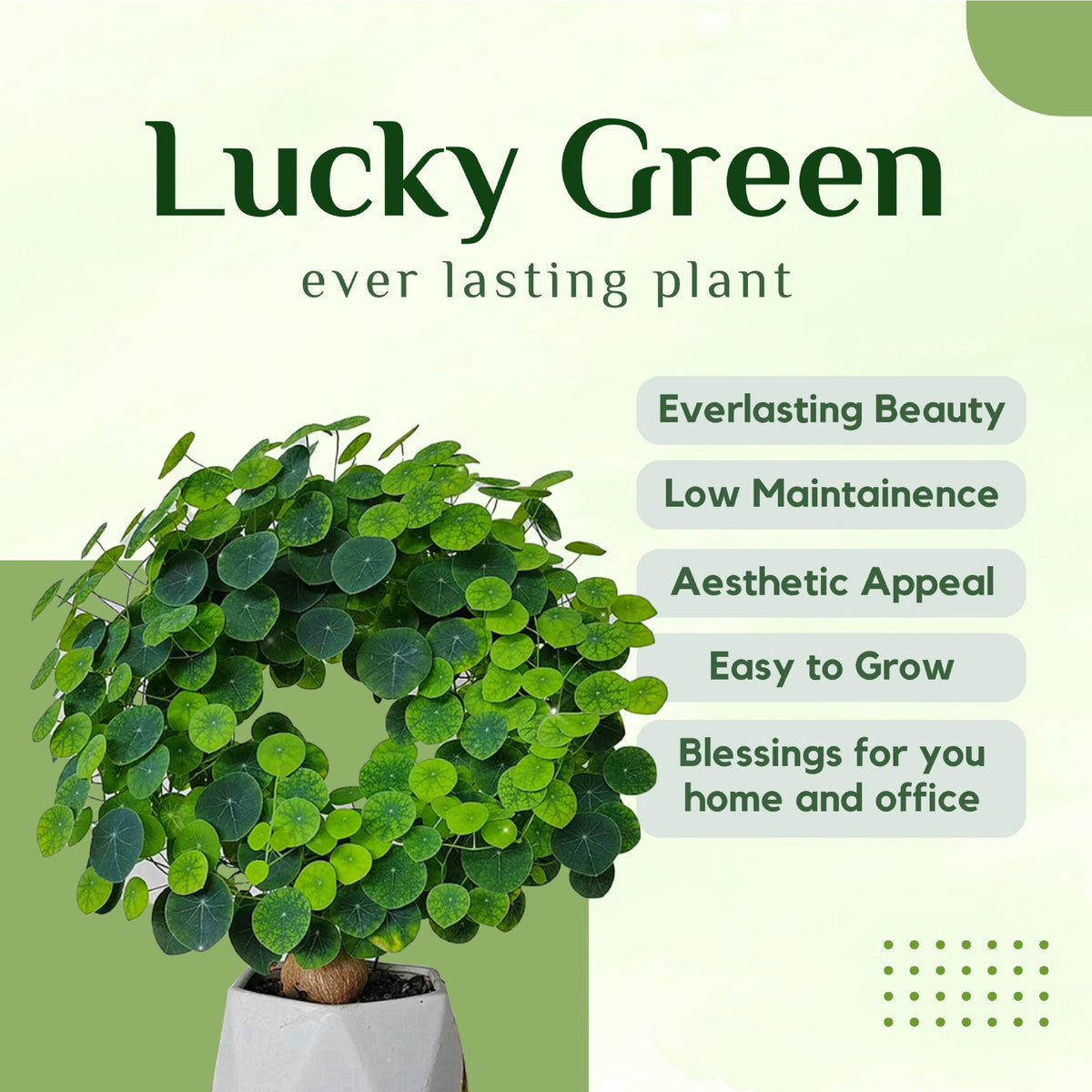 Stephania Erecta - The Everlasting Lucky Green Plant - BUY 1 GET 1 FREE