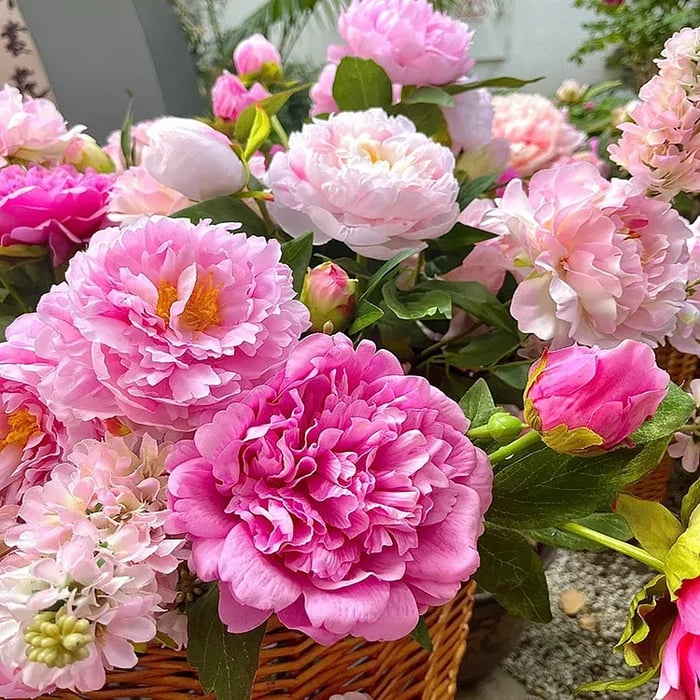 THE QUEEN OF FLOWERS—DOUBLE PETALED PIANI
