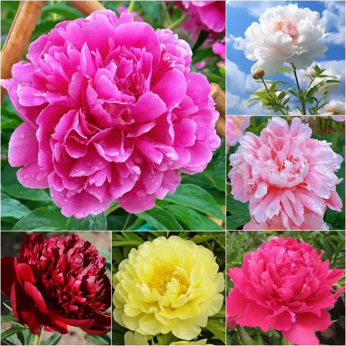 The Queen of Flowers - Peony Flower Seeds - Pack Of 80