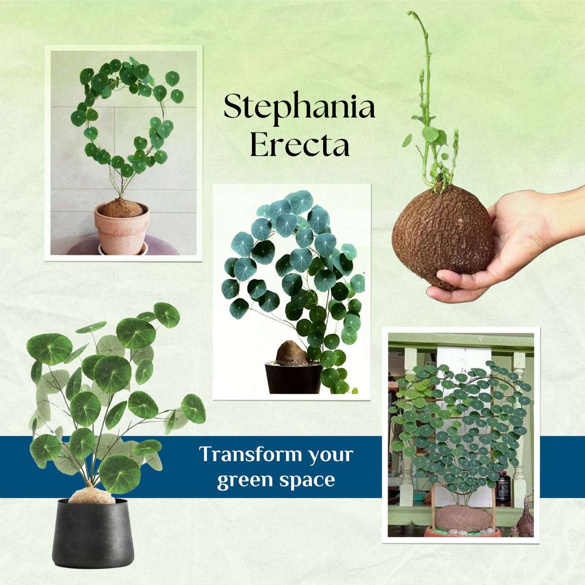 Stephania Erecta - The Everlasting Lucky Green Plant - BUY 1 GET 1 FREE