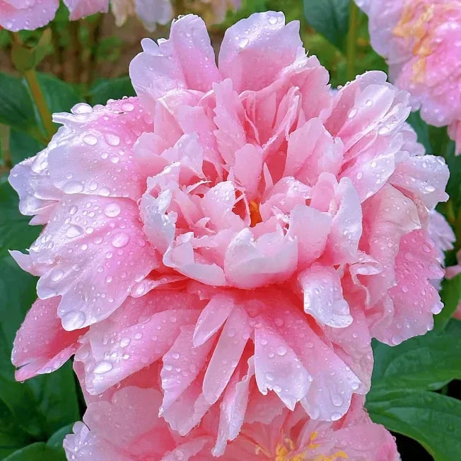 THE QUEEN OF FLOWERS—DOUBLE PETALED PIANI
