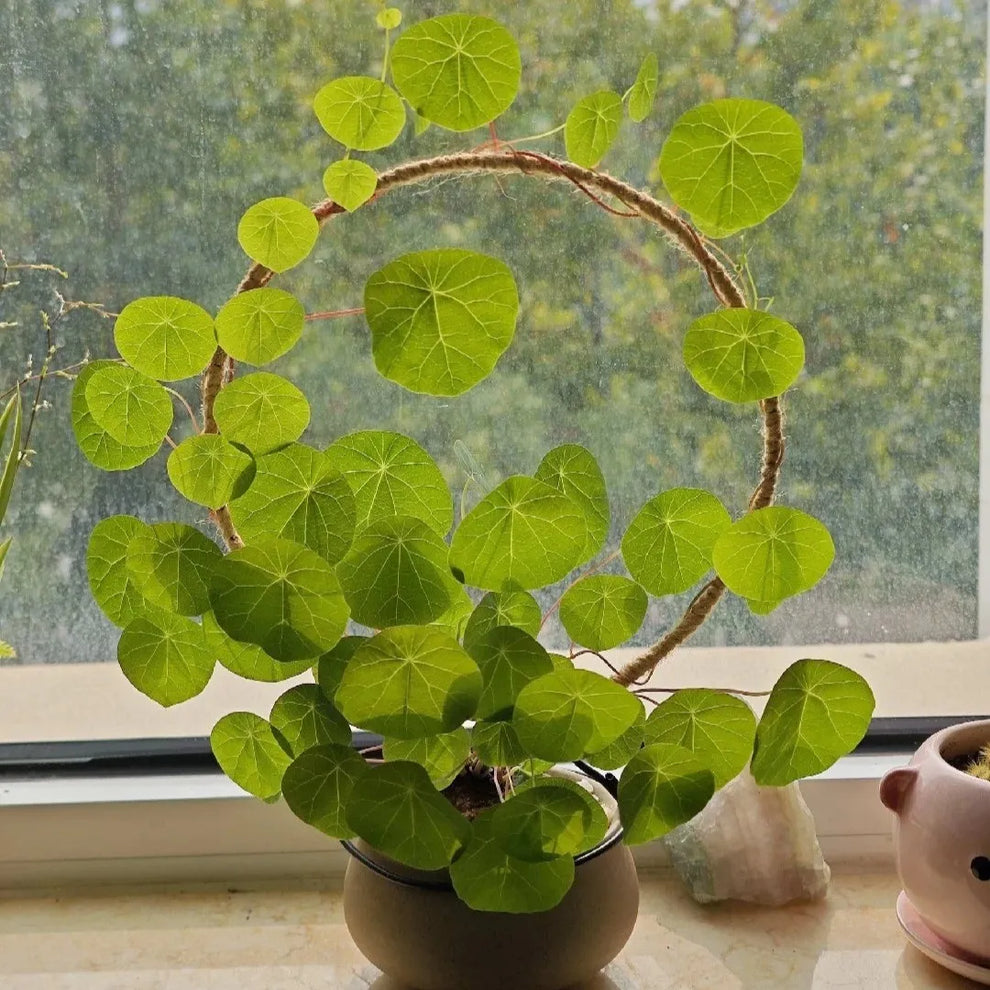 Stephania Erecta - The Everlasting Green Wonder