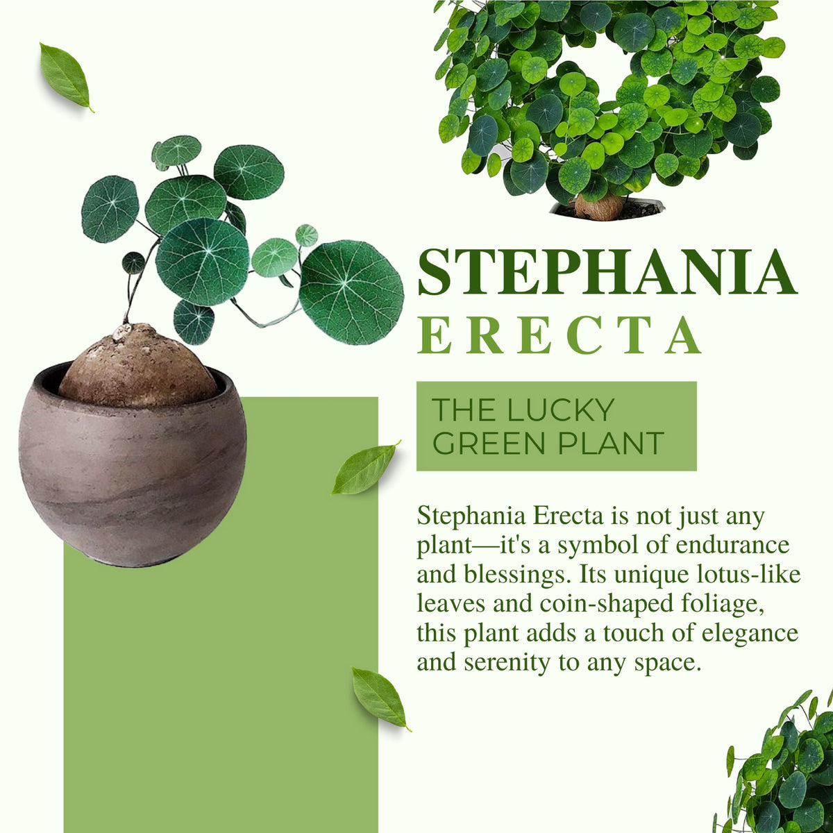 Stephania Erecta - The Everlasting Lucky Green Plant - BUY 1 GET 1 FREE