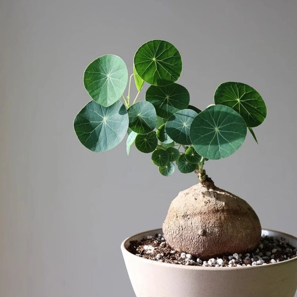 Stephania Erecta - The Everlasting Lucky Green Plant - BUY 1 GET 1 FREE