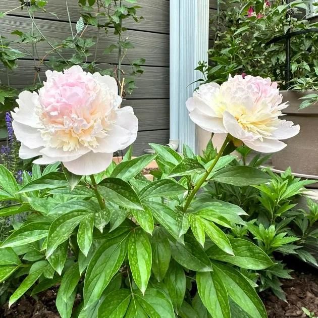 The Queen of Flowers - Peony Flower Seeds - Pack Of 80