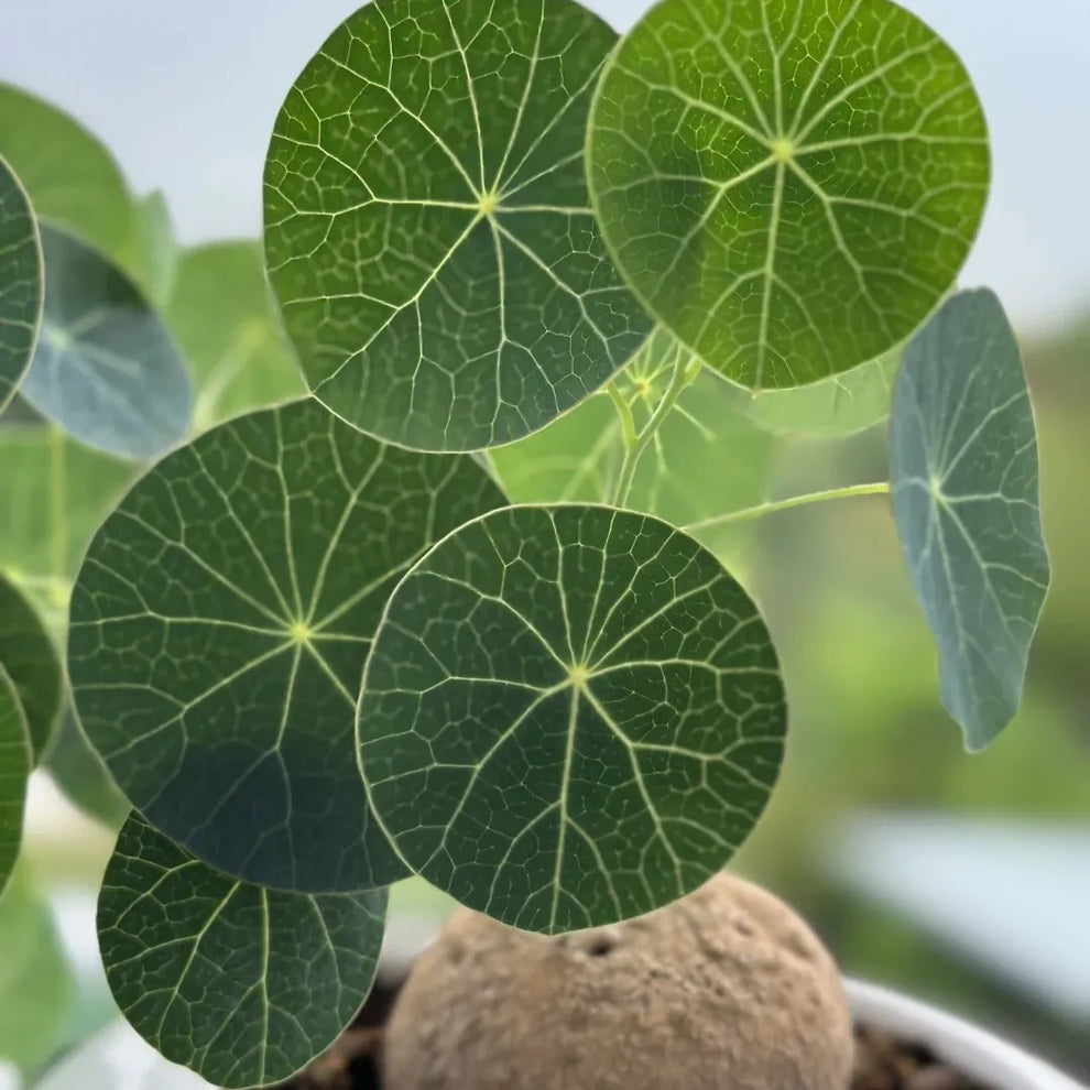 Stephania Erecta - The Everlasting Green Wonder
