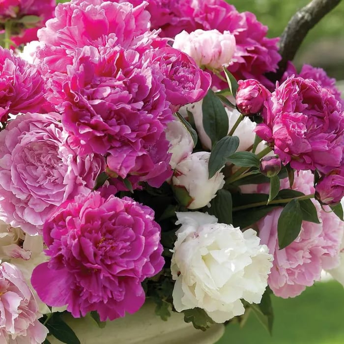 THE QUEEN OF FLOWERS—DOUBLE PETALED PIANI