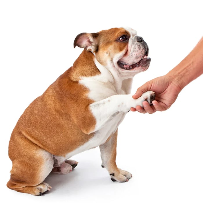 Happy Paws- Paw Cleaner