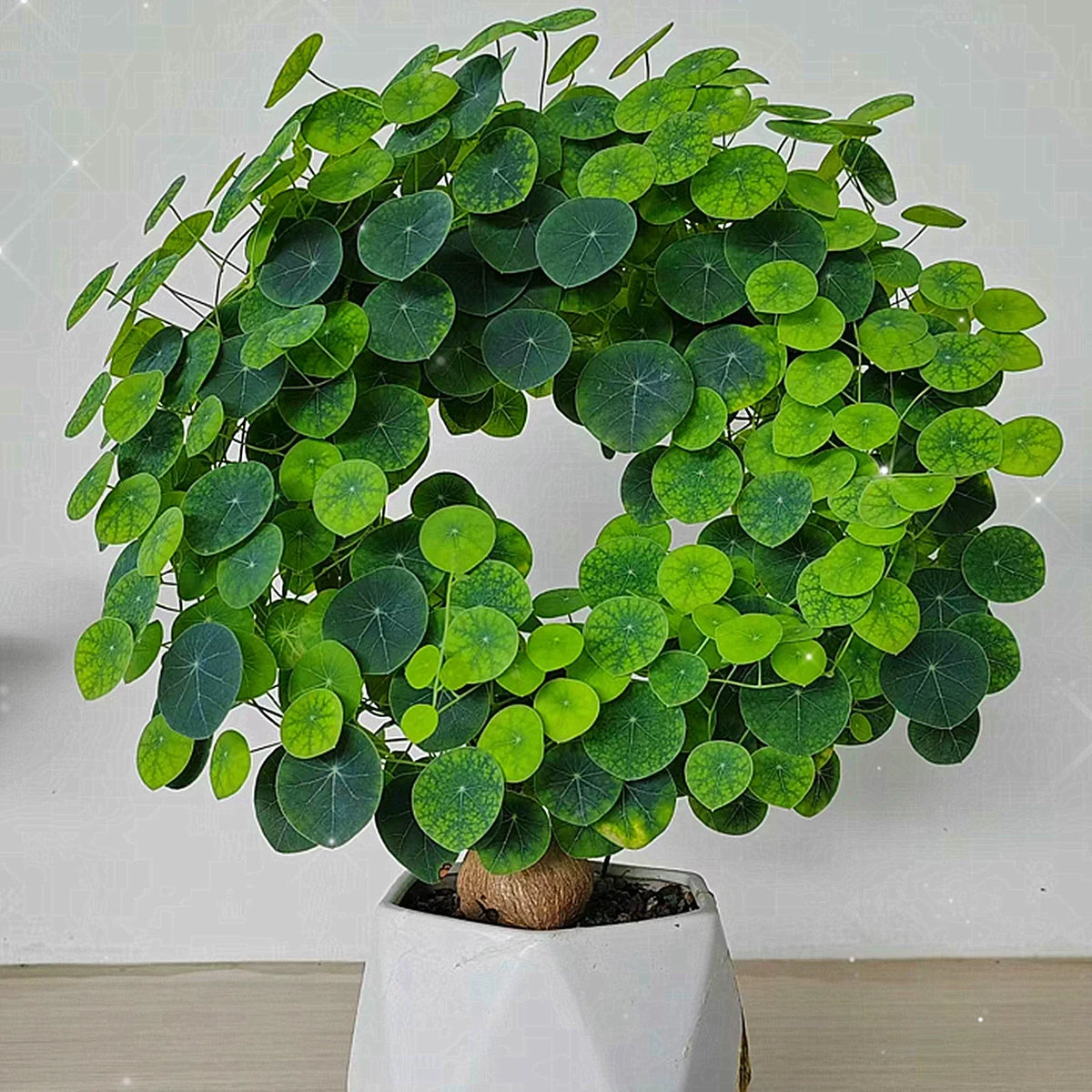 Stephania Erecta - The Everlasting Lucky Green Plant - BUY 1 GET 1 FREE