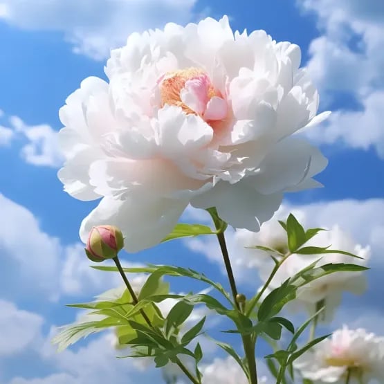 THE QUEEN OF FLOWERS—DOUBLE PETALED PIANI