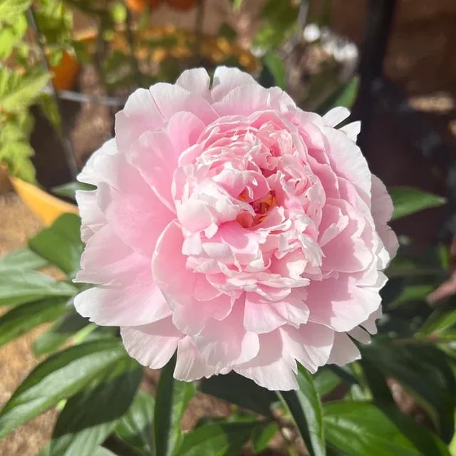 THE QUEEN OF FLOWERS—DOUBLE PETALED PIANI