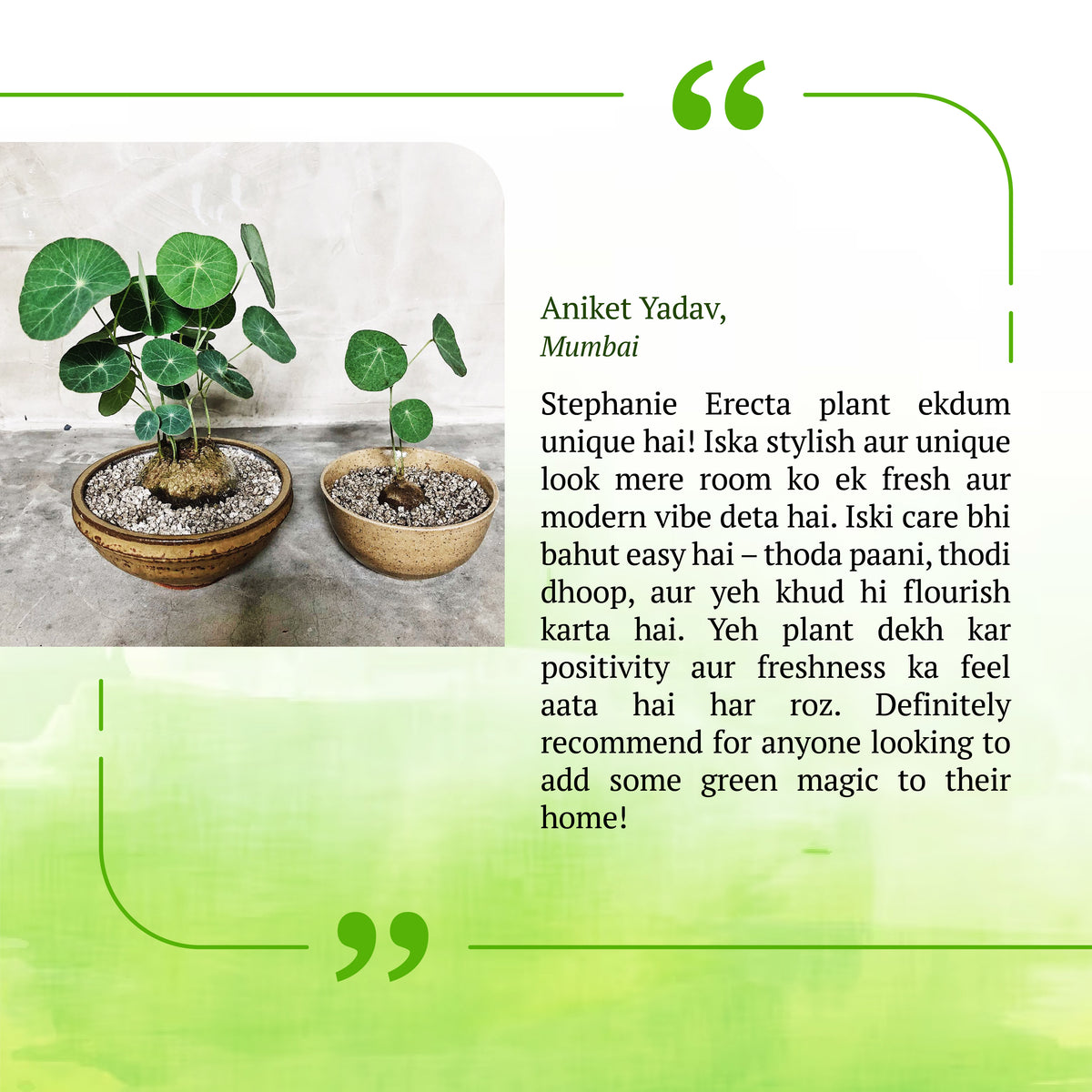 Stephania Erecta - The Everlasting Lucky Green Plant - BUY 1 GET 1 FREE