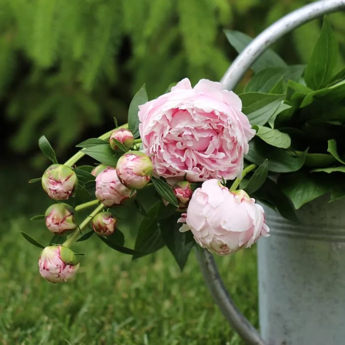 THE QUEEN OF FLOWERS—DOUBLE PETALED PIANI