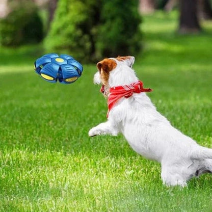 Doggy Disc Ball Toy @799