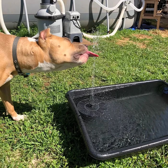 Solar Powered Water Fountain